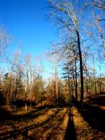 Miscellaneous Pictures