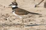 Kildeer