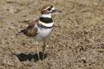 Kildeer