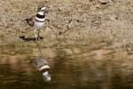 Kildeer