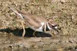 Kildeer