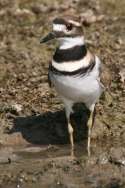 Kildeer