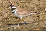 Kildeer
