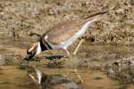 Kildeer