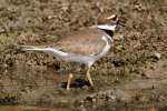 Kildeer