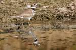 Kildeer