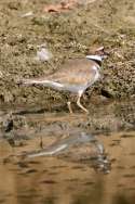 Kildeer