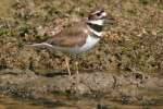 Kildeer