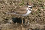 Kildeer