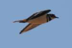 Kildeer