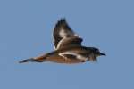 Kildeer
