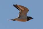Kildeer