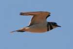 Kildeer