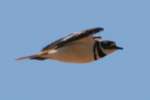 Kildeer