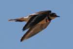Kildeer