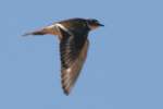 Kildeer