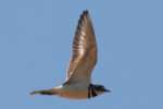 Kildeer