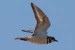 Kildeer