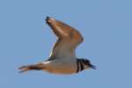 Kildeer