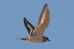 Kildeer