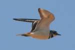 Kildeer