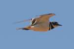 Kildeer