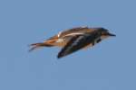 Kildeer