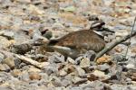 Kildeer