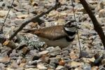 Kildeer
