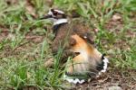 Kildeer