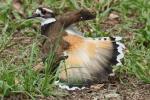 Kildeer
