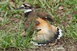 Kildeer