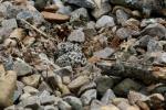 Kildeer