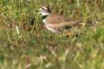 Kildeer