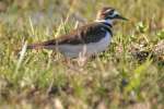 Kildeer