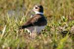 Kildeer