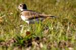 Kildeer