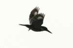 Belted Kingfisher