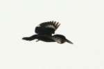 Belted Kingfisher