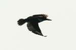 Belted Kingfisher
