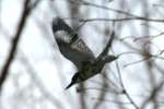 Belted Kingfisher