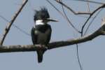 Belted Kingfisher