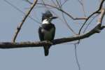 Belted Kingfisher