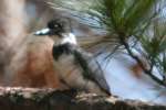 Belted Kingfisher