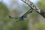 Belted Kingfisher