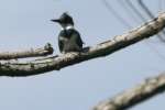 Belted Kingfisher