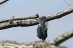 Belted Kingfisher