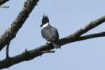 Belted Kingfisher
