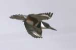 Belted Kingfisher
