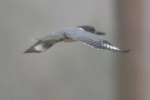 Belted Kingfisher